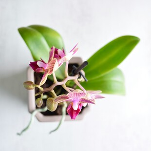 精致盆栽兰花绽放