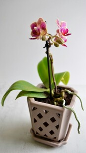 精致盆栽蝴蝶兰