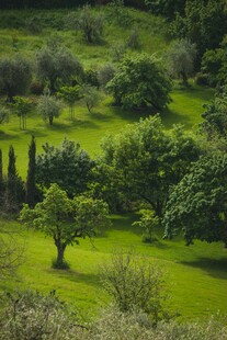 绿意盎然的田园风光