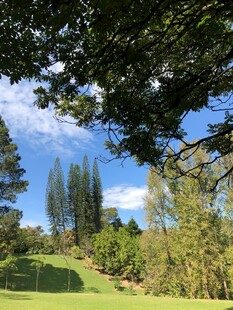 绿意盎然的户外自然景致