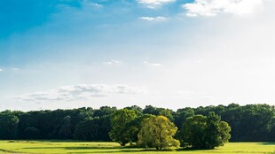 蓝天绿地间的葱郁树林