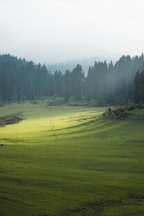 晨雾中的翠绿田野风光