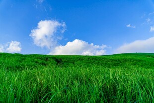 翠绿草原与蓝天相映成趣