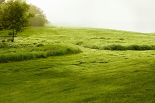 绿意盎然的田园风光