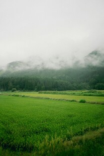 雾霭中的翠绿田野风光