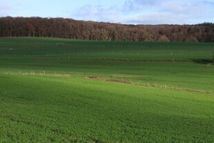 广袤绿野田园风光
