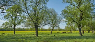 春日绿野中的树木景观