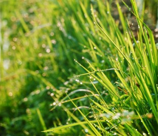 阳光下的翠绿青草