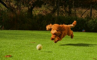 奔跑的小狗追逐白色小球