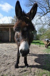 站在户外的可爱毛驴