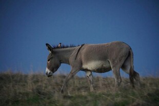 草原上独行的毛驴