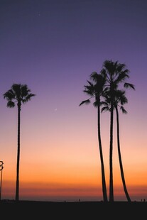 夕阳下的棕榈树美景