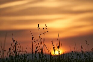 夕阳下的草丛