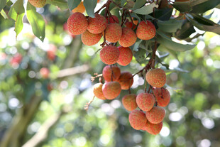 枝头荔枝摄影图