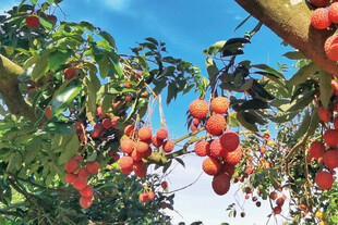 枝头硕果累累的荔枝