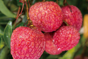 新鲜的荔枝果实