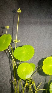 水生绿植铜钱草特写