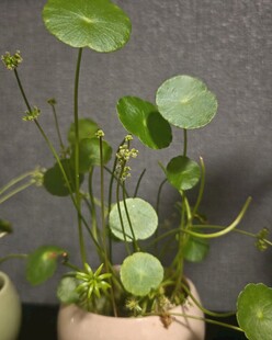 陶瓷盆中的清新水生绿植