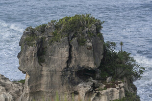 海边嶙峋岩石上的绿植