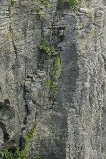 岩石峭壁上的绿色生机