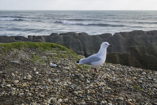 海边岩石上的孤独海鸥