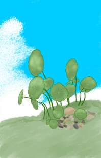 铜钱草