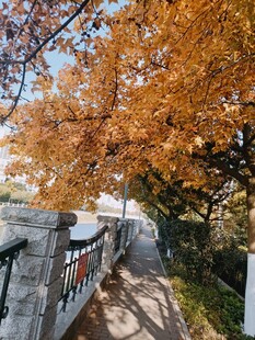 秋日石径旁的绚烂黄叶