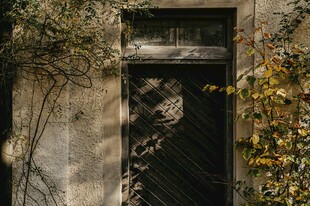 老旧铁门旁的绿植景致