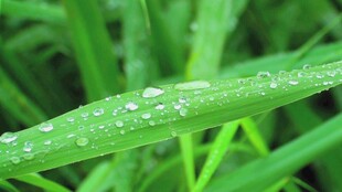 绿叶上的晶莹露珠