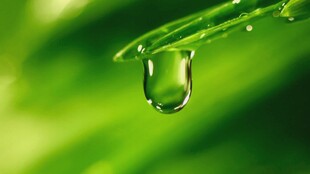 绿叶上晶莹的水滴