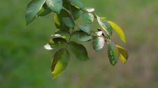 绿叶间的白色果实