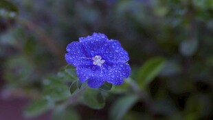 蓝色小花特写