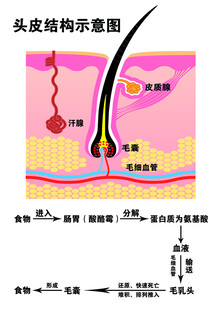 头皮结构示意图