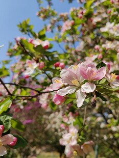 春日绽放的粉嫩花朵
