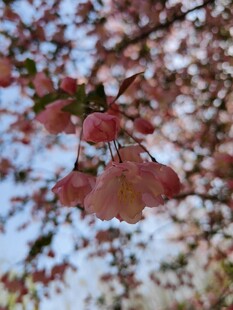 春日垂丝海棠特写