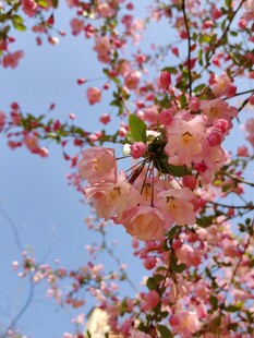 枝头绽放的粉嫩樱花
