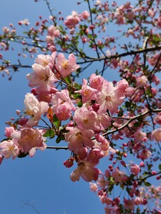 蓝天映衬下的粉嫩樱花枝