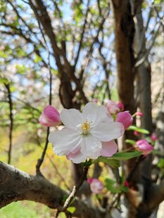 枝头绽放的娇艳粉色花朵