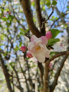 枝头绽放的娇艳粉色花朵