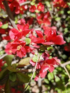 鲜艳红色花卉绽放