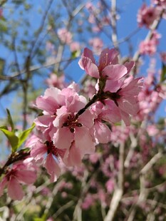 枝头绽放的粉嫩桃花