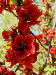 娇艳红海棠花绽放枝头