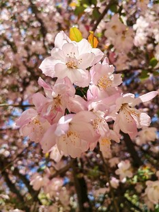 烂漫粉色樱花绽放枝头
