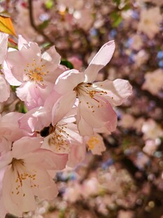 粉嫩樱花绽放枝头