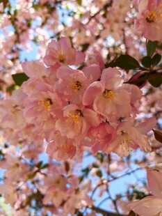 烂漫粉色樱花绽放枝头