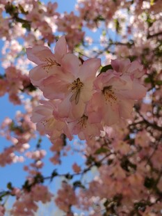 春日烂漫樱花枝头绽放