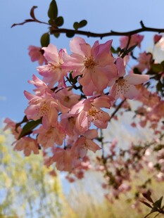 枝头绽放的粉嫩美丽花朵