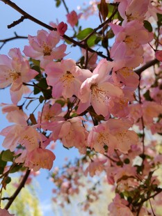 春日绽放的粉嫩海棠花