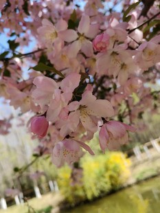 湖畔绽放的粉嫩樱花