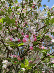 春日繁花盛开的枝头